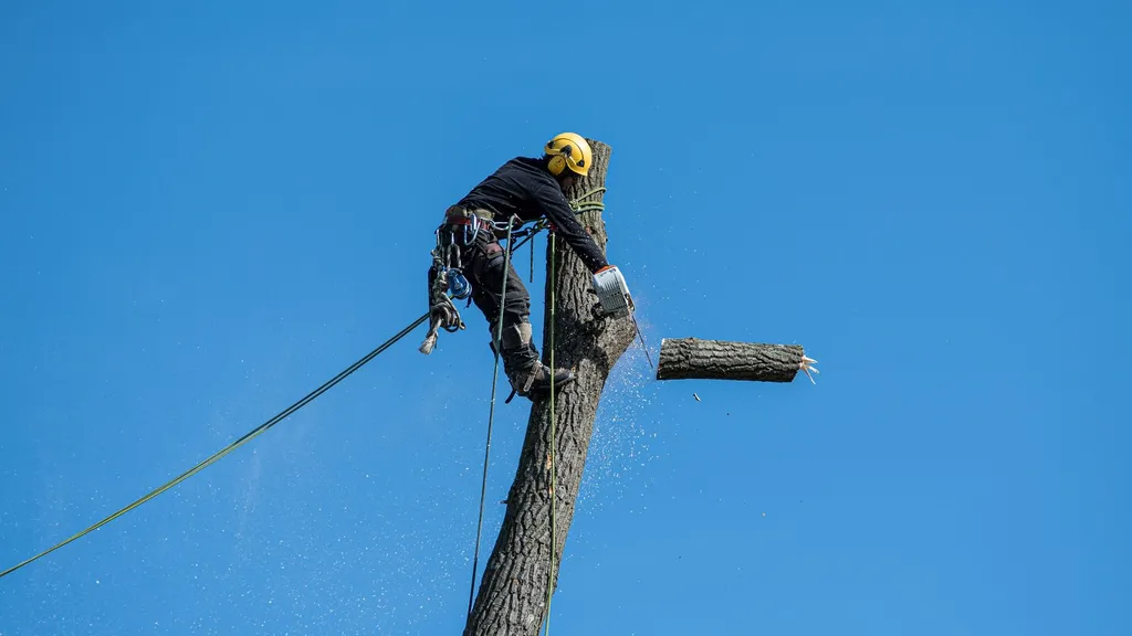 Cutting a tree down safely