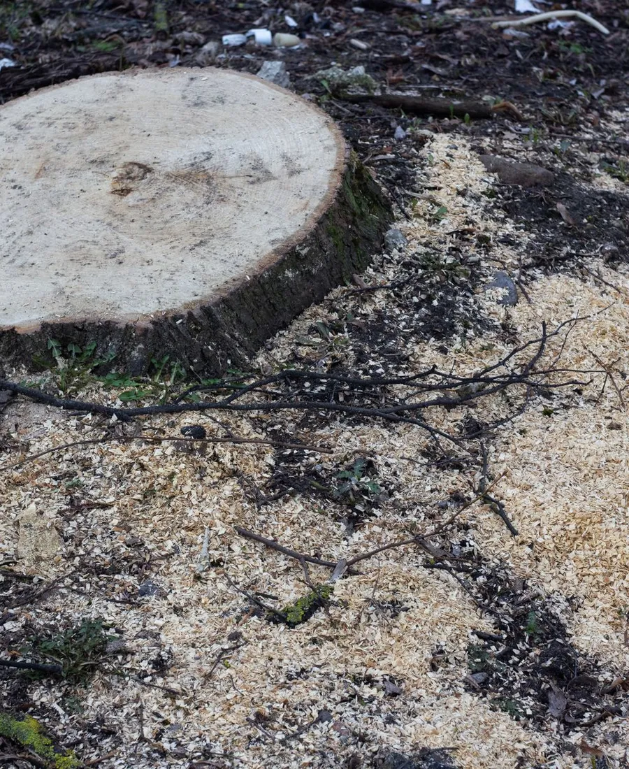 Tree Health and Risk Assessment