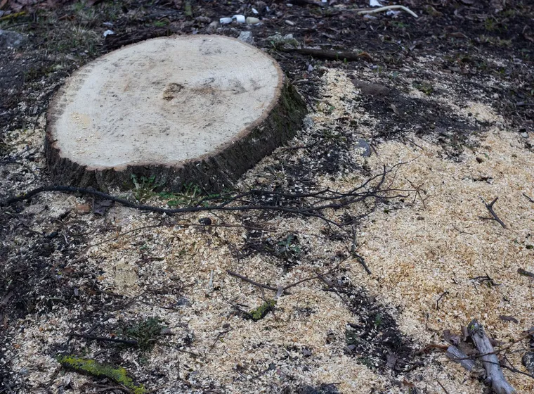 A stump showing the decay that decided it