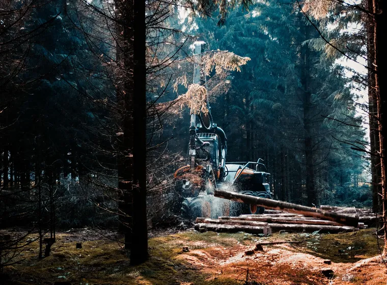 Mulcher clearing a parcel
