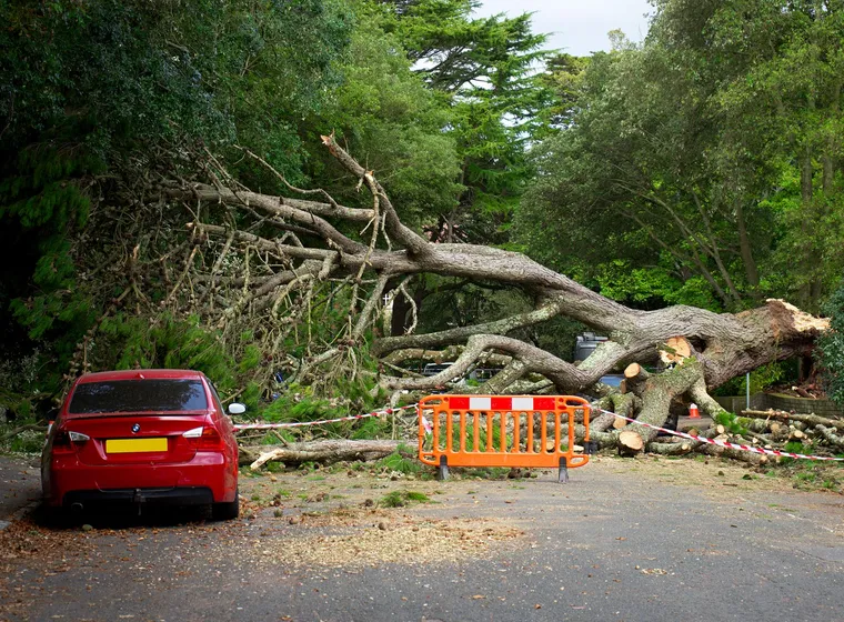 A fallen tree across a road