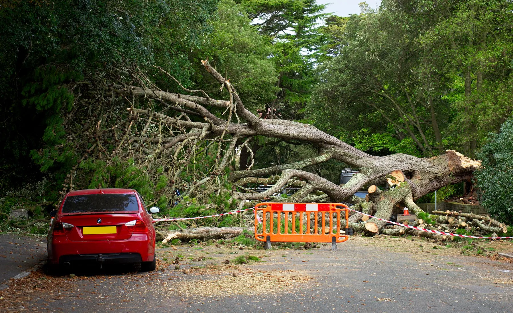 A tree down across the road