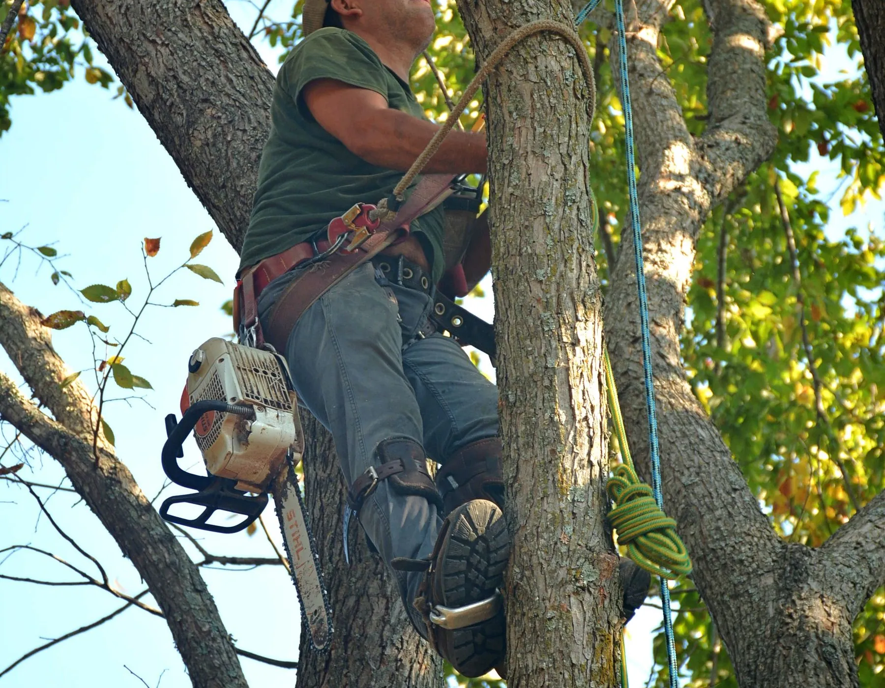 Arborist roped into the canopy of a mature tree