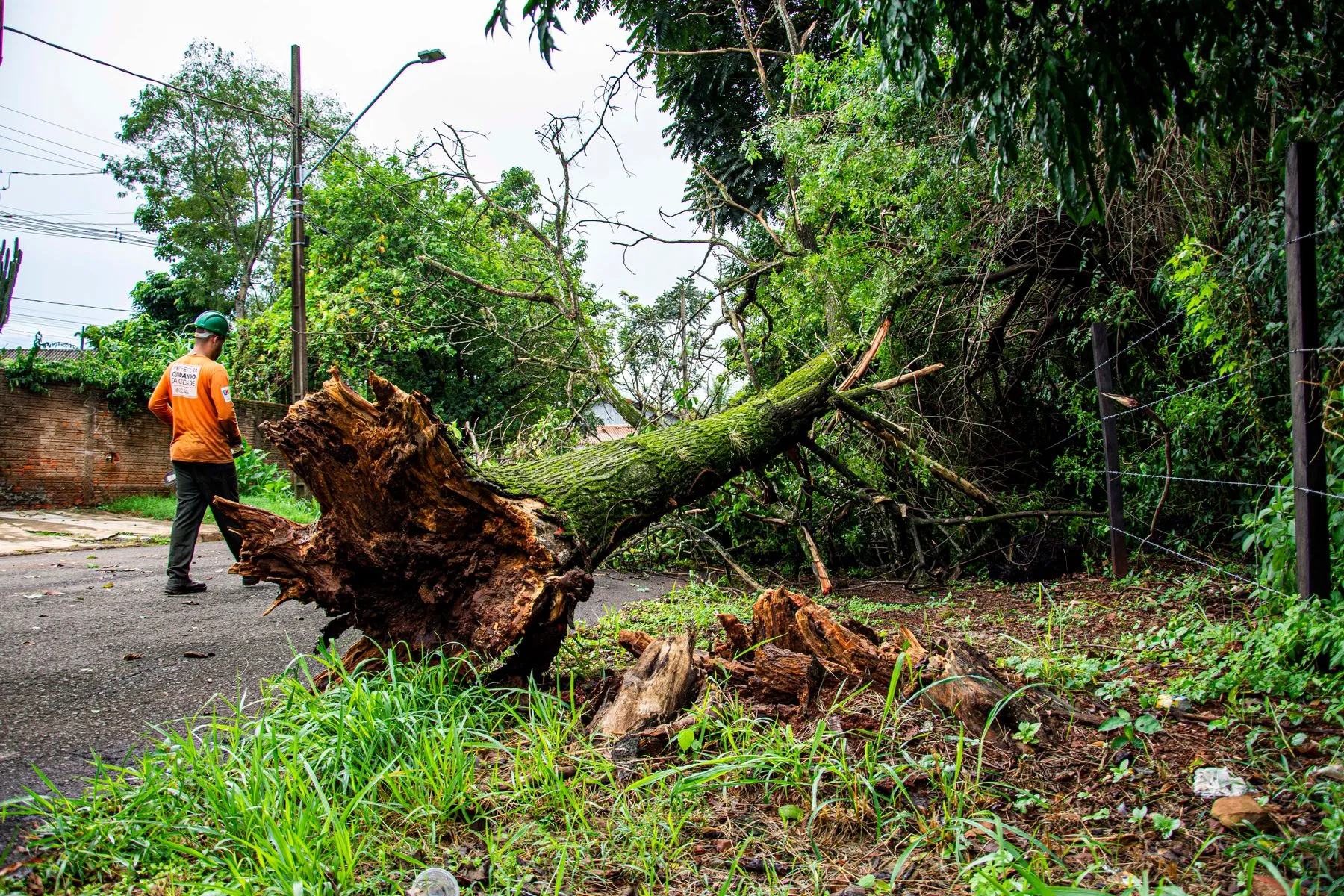 Storm damaged tree being cleared