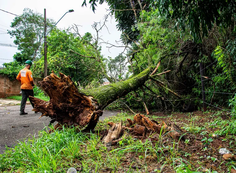 Storm damage cleared from a residential street