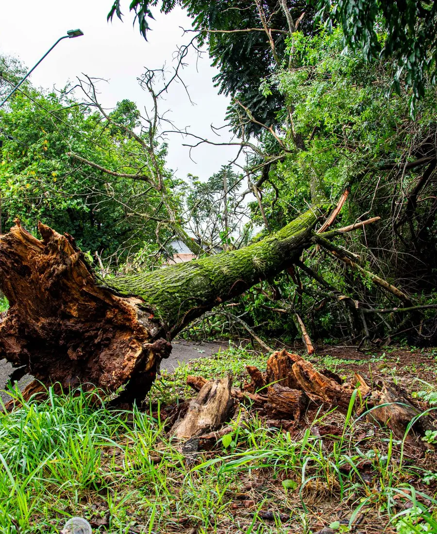 Emergency Storm Damage