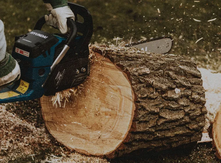 Stump cut low, ready to grind out