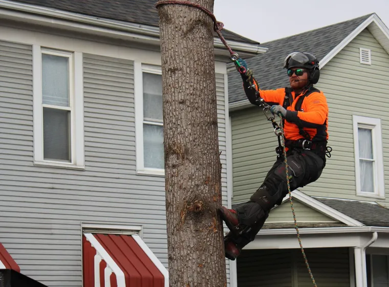 Climber roped in, working the canopy
