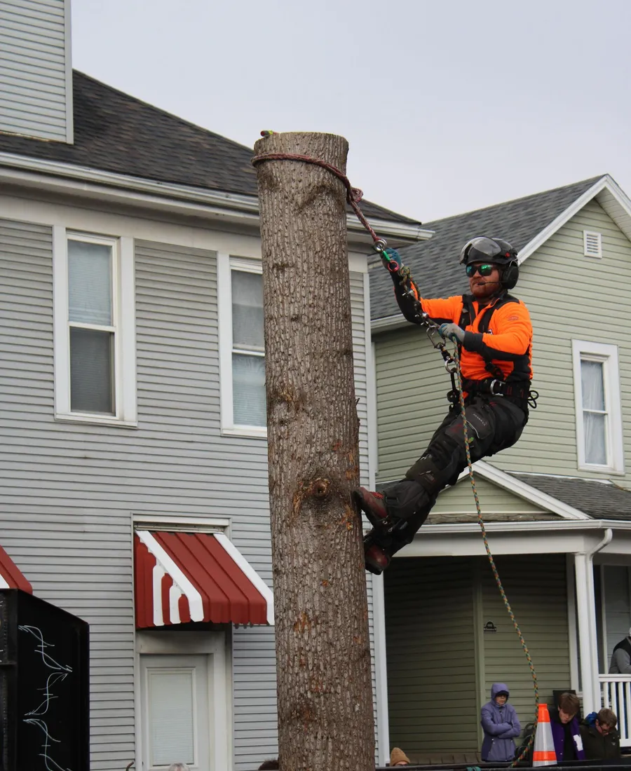 Tree Trimming and Pruning